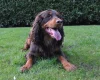 Cocker Spaniel (Show)