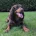 Cocker Spaniel (Show)