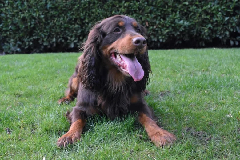 Cocker Spaniel (Show)