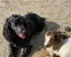Cocker Spaniel (Show)