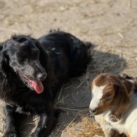 Cocker Spaniel (Working & Show)