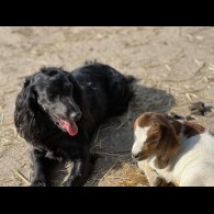 Cocker Spaniel (Working &amp; Show)