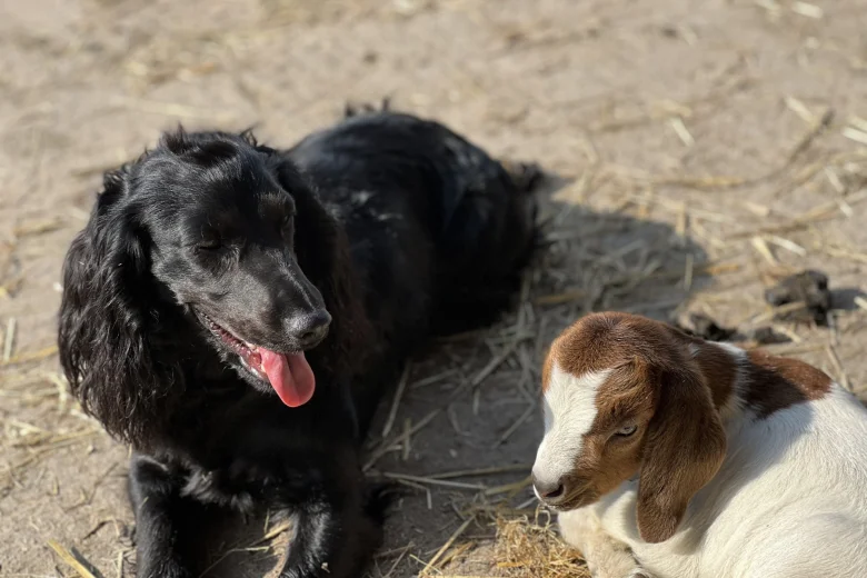 Cocker Spaniel (Show)