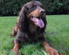 Cocker Spaniel (Show)