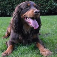 Cocker Spaniel (Working & Show)