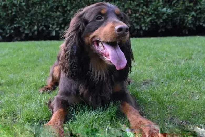 Cocker Spaniel (Show)