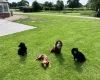 Cocker Spaniel (Show)