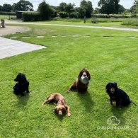 Cocker Spaniel (Working & Show)