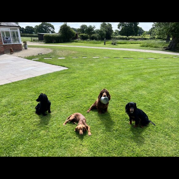 Cocker Spaniel (Working &amp; Show)