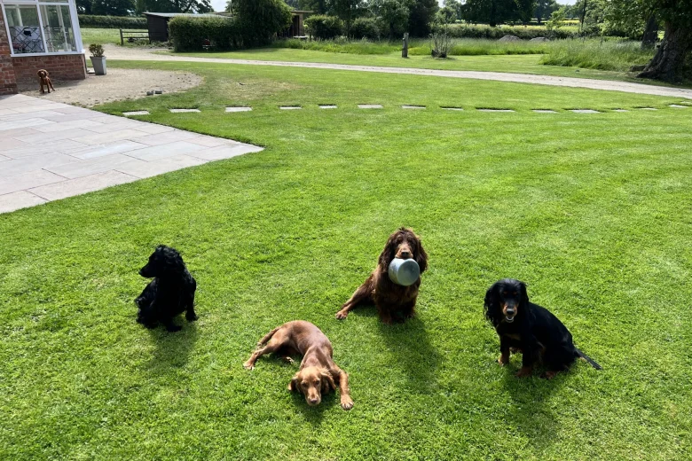 Cocker Spaniel (Show)
