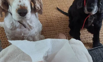 Cocker Spaniel (Show)