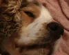 Cocker Spaniel (Show)