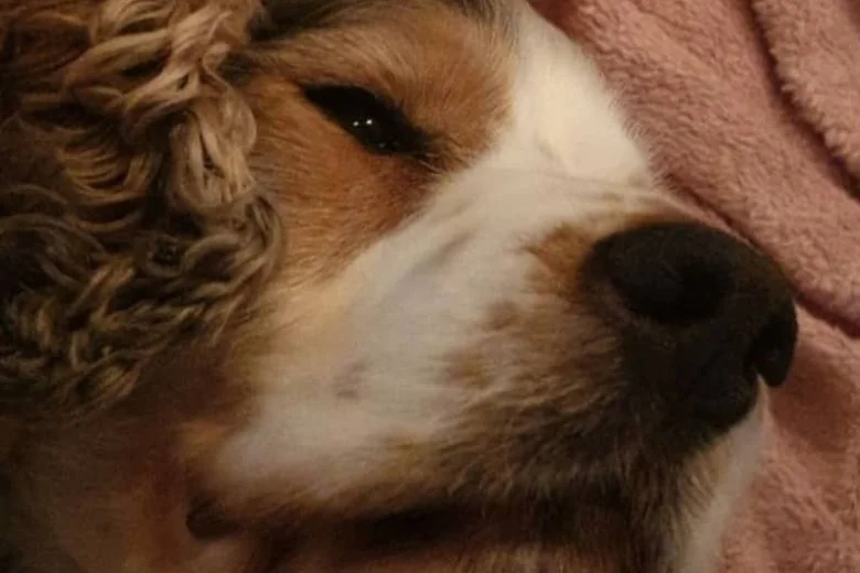Cocker Spaniel (Show)
