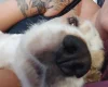 Cocker Spaniel (Show)