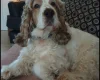 Cocker Spaniel (Show)