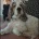 Cocker Spaniel (Show)