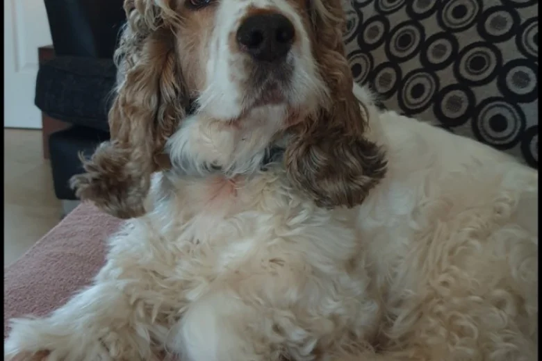 Cocker Spaniel (Show)