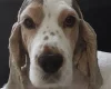 Cocker Spaniel (Show)