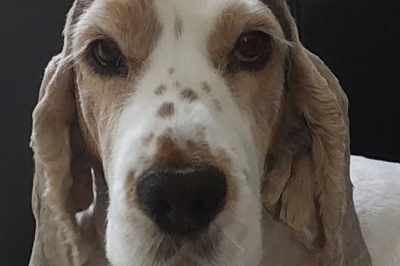 Cocker Spaniel (Show)
