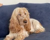 Cocker Spaniel (Show)