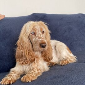 Cocker Spaniel (Working &amp; Show)