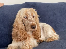 Cocker Spaniel (Show)