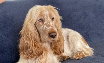 Cocker Spaniel (Show)