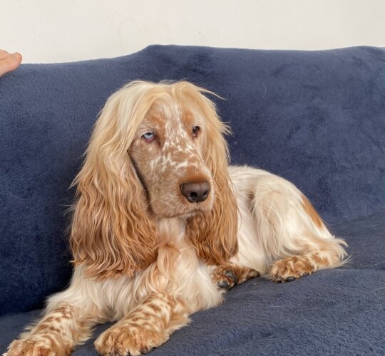 Cocker Spaniel (Working &amp; Show)