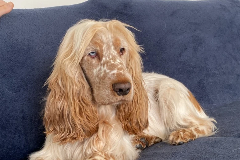Cocker Spaniel (Show)