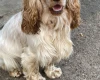 Cocker Spaniel (Show)