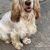 Cocker Spaniel (Working & Show)