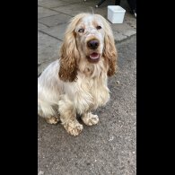 Cocker Spaniel (Working &amp; Show)