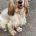 Cocker Spaniel (Show)
