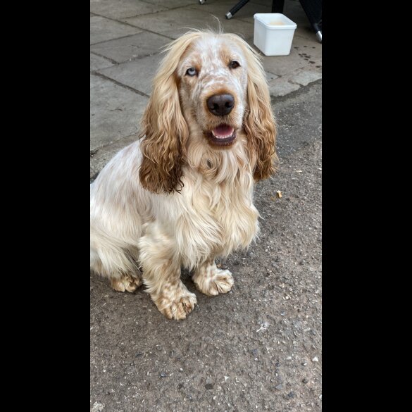 Cocker Spaniel (Working &amp; Show)