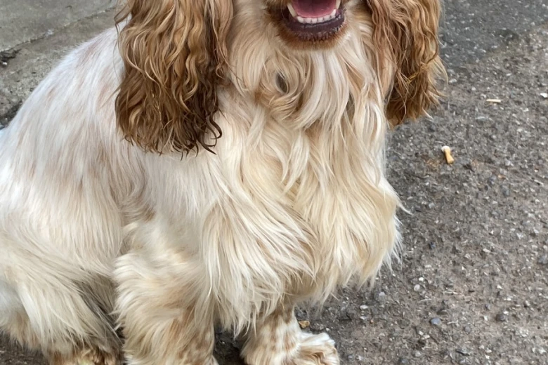 Cocker Spaniel (Show)