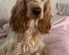 Cocker Spaniel (Show)
