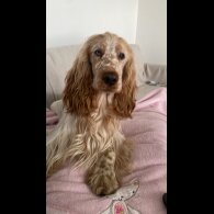 Cocker Spaniel (Working &amp; Show)