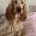 Cocker Spaniel (Show)