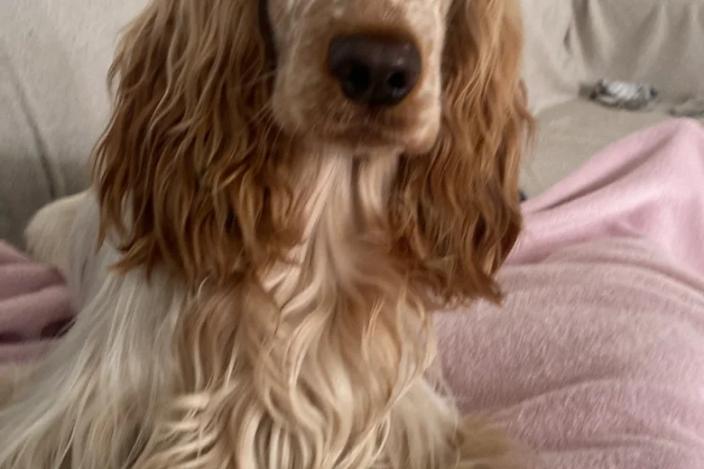 Cocker Spaniel (Show)