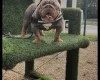 English Bulldog