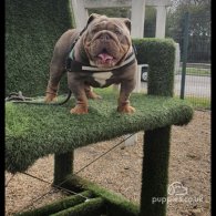 English Bulldog