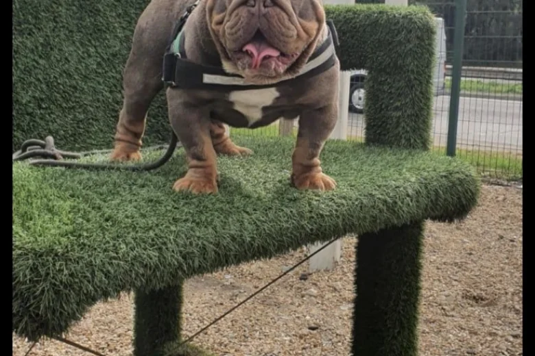 English Bulldog
