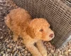 Labradoodle
