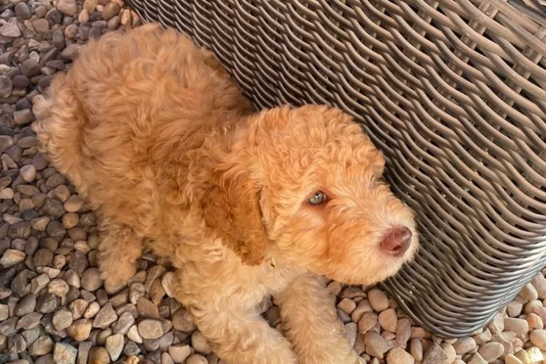 Labradoodle