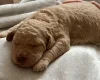 Labradoodle