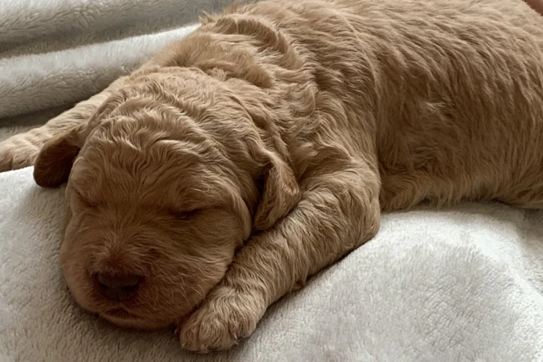 Labradoodle