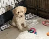Labradoodle