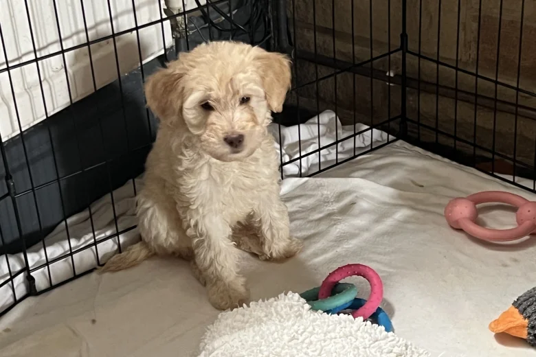 Labradoodle