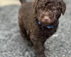 Labradoodle