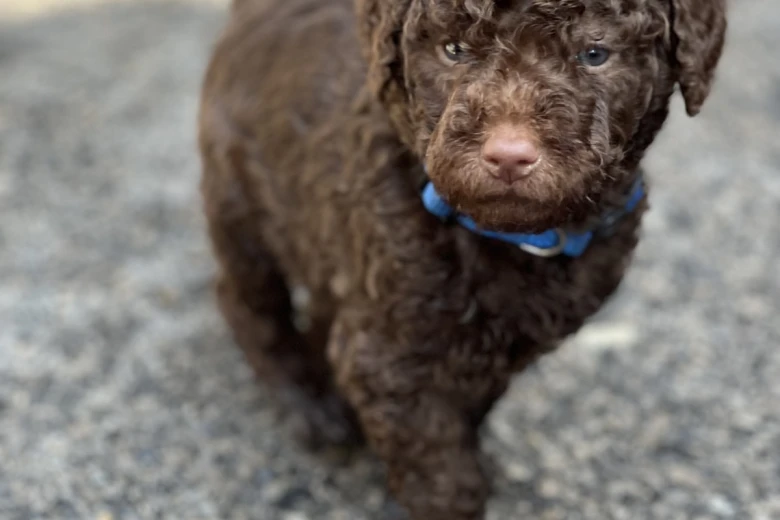 Labradoodle